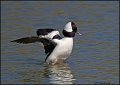 _2SB2071 bufflehead drake